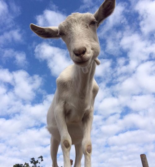neglected farm animals - animal sanctuary - goat sanctuary - goatlandia - farm animals - saving animals - vegan - PETA - animal rescue - farm animal rescue