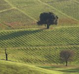 california after the fires - california wildfires - wine country fires - california fires wine country - california vineyard fires - northern california wildfires - northern california wildfires wine country