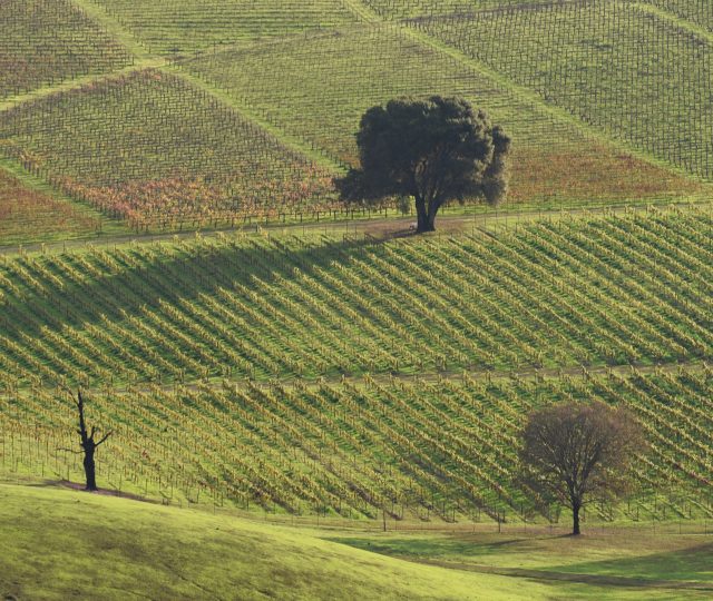 california after the fires - california wildfires - wine country fires - california fires wine country - california vineyard fires - northern california wildfires - northern california wildfires wine country