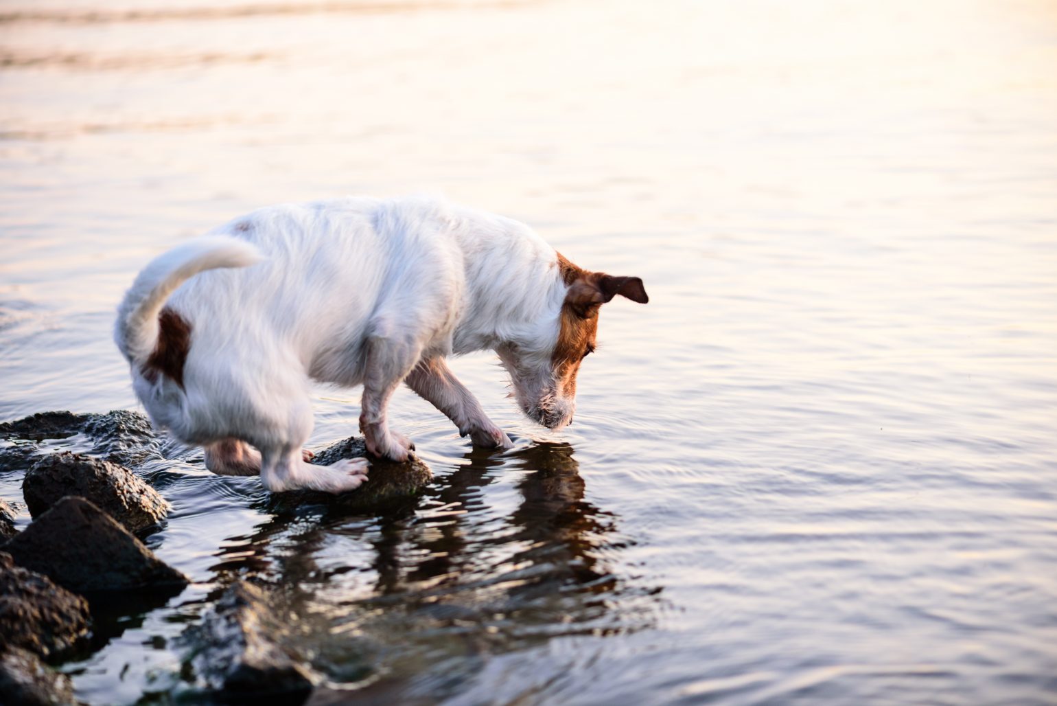 What is Salmon Poisoning Disease in Dogs? An Organic Conversation