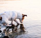 salmon poisoning disease in dogs - SPD - salmon poisoning disease - salmon poisoning dogs - salmon poison dogs - SPD dogs - salmon disease dogs