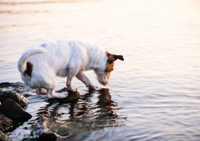 salmon poisoning disease in dogs - SPD - salmon poisoning disease - salmon poisoning dogs - salmon poison dogs - SPD dogs - salmon disease dogs