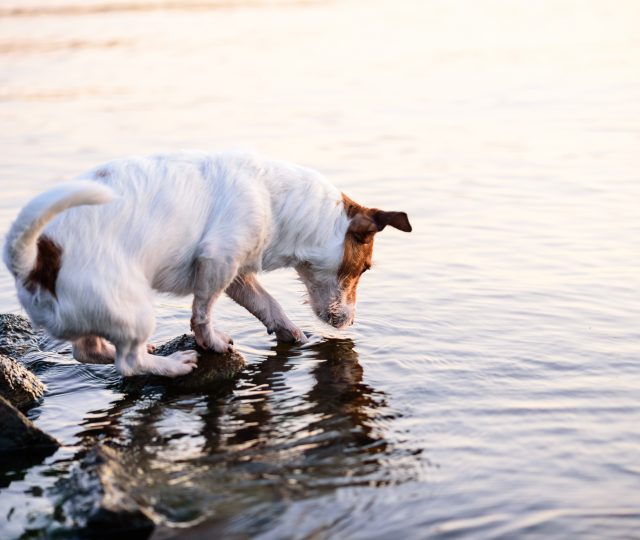 salmon poisoning disease in dogs - SPD - salmon poisoning disease - salmon poisoning dogs - salmon poison dogs - SPD dogs - salmon disease dogs