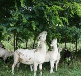 silvopasture - ecology - farming - biodynamic - organic farming animals - farm animals - organic farm animals - goats farm - farm goats - pasture farming - ecology