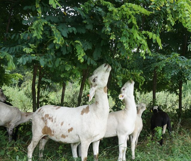 silvopasture - ecology - farming - biodynamic - organic farming animals - farm animals - organic farm animals - goats farm - farm goats - pasture farming - ecology