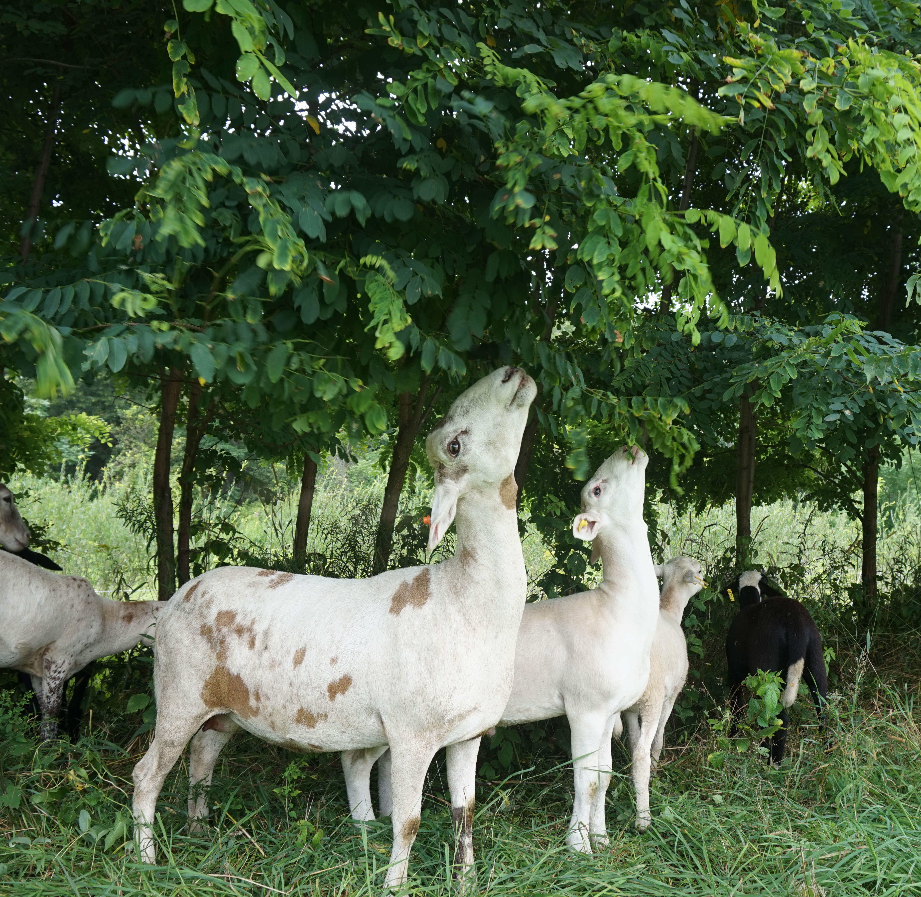 silvopasture - ecology - farming - biodynamic - organic farming animals - farm animals - organic farm animals - goats farm - farm goats - pasture farming - ecology