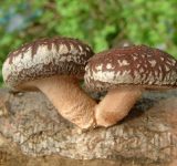 medicinal mushrooms - mushrooms health benefits - mushrooms for healing - nutritional value of mushrooms - nutritional benefits mushrooms