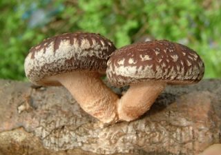 medicinal mushrooms - mushrooms health benefits - mushrooms for healing - nutritional value of mushrooms - nutritional benefits mushrooms