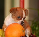 vitamin c supplements - vitamin c supplementation for dogs - pet health - dog health - dog vitamins - healthy pets - healthy dogs - holistic dogs - holistic pet health