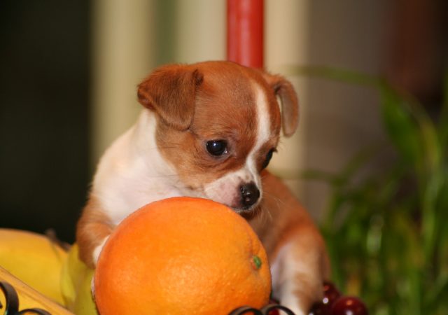 vitamin c supplements - vitamin c supplementation for dogs - pet health - dog health - dog vitamins - healthy pets - healthy dogs - holistic dogs - holistic pet health