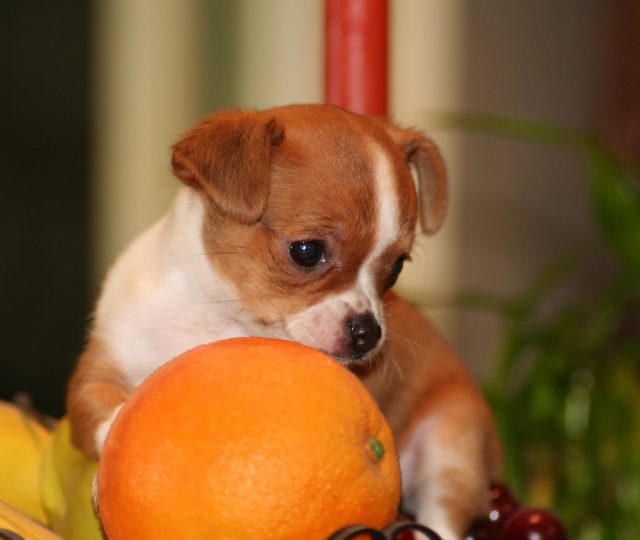 vitamin c supplements - vitamin c supplementation for dogs - pet health - dog health - dog vitamins - healthy pets - healthy dogs - holistic dogs - holistic pet health