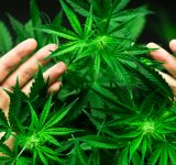 cbd oil for dogs and cats - an organic conversation - CBD oil - pet health - natural remedies - holistic medicine - holistic pets - pet ailments - dogs - cats