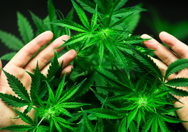 cbd oil for dogs and cats - an organic conversation - CBD oil - pet health - natural remedies - holistic medicine - holistic pets - pet ailments - dogs - cats