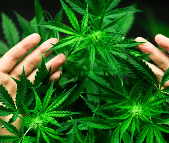 cbd oil for dogs and cats - an organic conversation - CBD oil - pet health - natural remedies - holistic medicine - holistic pets - pet ailments - dogs - cats