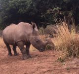 stroop - documentary - film - rhinoceros - rhino horns - africa - green film - green living - education 0 inspiration - organic conversation - helge hellberg