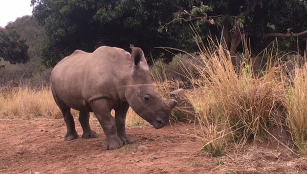 stroop - documentary - film - rhinoceros - rhino horns - africa - green film - green living - education 0 inspiration - organic conversation - helge hellberg