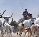The Last Italian Cowboy - free range livestock - free range - free range cattle - organic agriculture - organic farming - documentary - italian film festival - green media - green living - inspiration - education - helge hellberg - an organic conversation