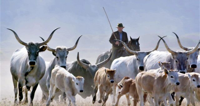 The Last Italian Cowboy - free range livestock - free range - free range cattle - organic agriculture - organic farming - documentary - italian film festival - green media - green living - inspiration - education - helge hellberg - an organic conversation