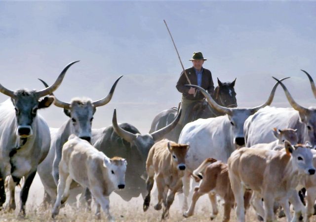 The Last Italian Cowboy - free range livestock - free range - free range cattle - organic agriculture - organic farming - documentary - italian film festival - green media - green living - inspiration - education - helge hellberg - an organic conversation