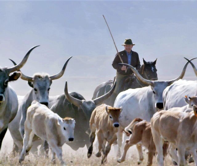 The Last Italian Cowboy - free range livestock - free range - free range cattle - organic agriculture - organic farming - documentary - italian film festival - green media - green living - inspiration - education - helge hellberg - an organic conversation