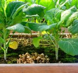 regenerative gardening - gardening - organic gardening - farming - carbon farming - soil health - an organic conversation - helgehellberg - education - inspiration - green living - green media