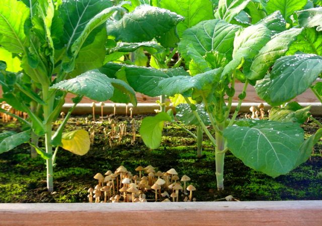 regenerative gardening - gardening - organic gardening - farming - carbon farming - soil health - an organic conversation - helgehellberg - education - inspiration - green living - green media
