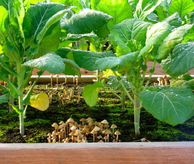 regenerative gardening - gardening - organic gardening - farming - carbon farming - soil health - an organic conversation - helgehellberg - education - inspiration - green living - green media