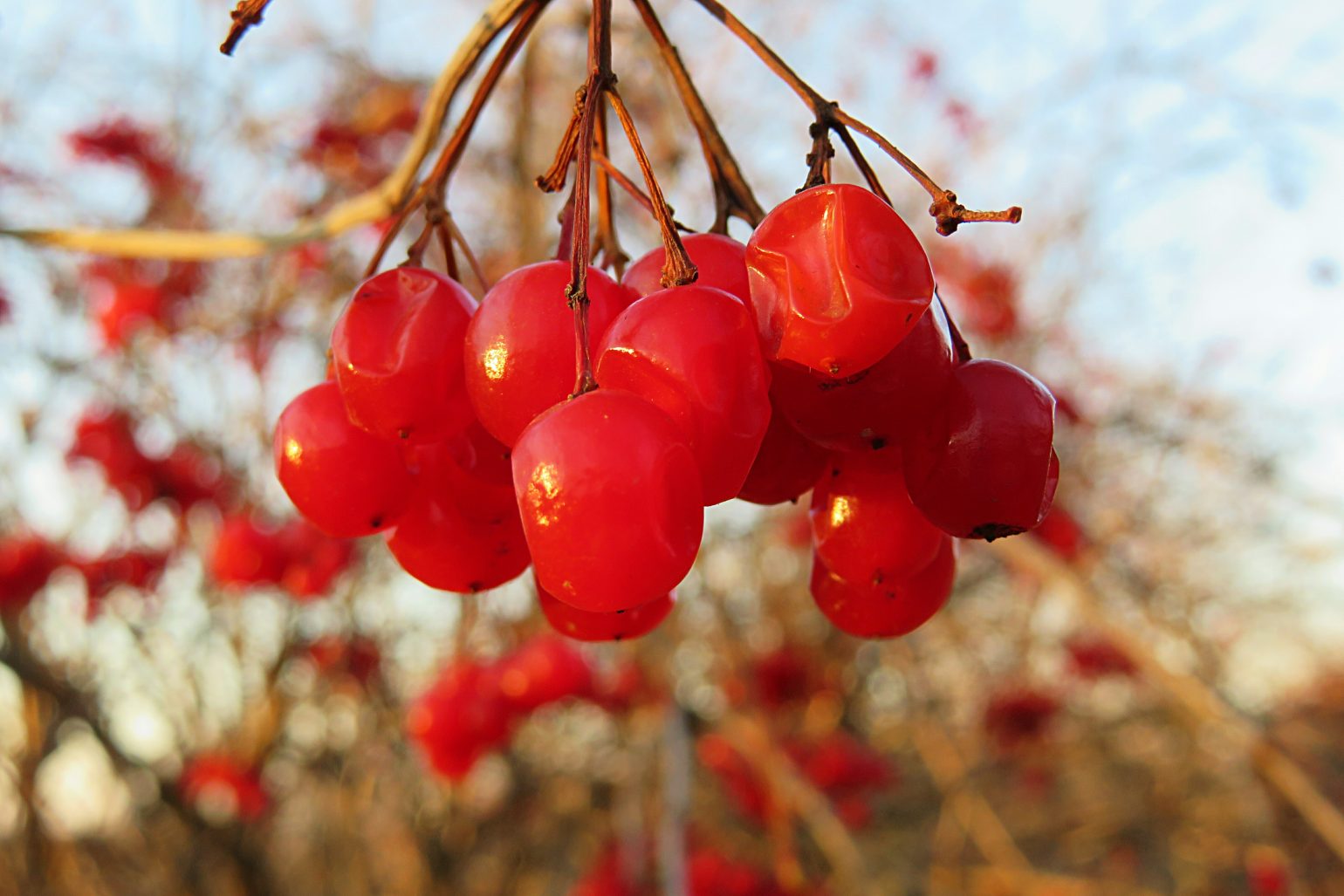 Plant Perennials to Nourish your Garden Year-Round | AOC