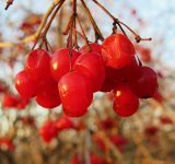 perennials - plant perennials - organic gardening - soil health - fall - winter garden - gardener - an organic conversation - helge hellberg - education - inspiration - green media - green living