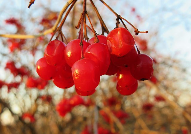 perennials - plant perennials - organic gardening - soil health - fall - winter garden - gardener - an organic conversation - helge hellberg - education - inspiration - green media - green living
